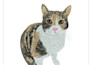 do pet embroidery digitizing into dst, ofm, pxf, pes, cnd file